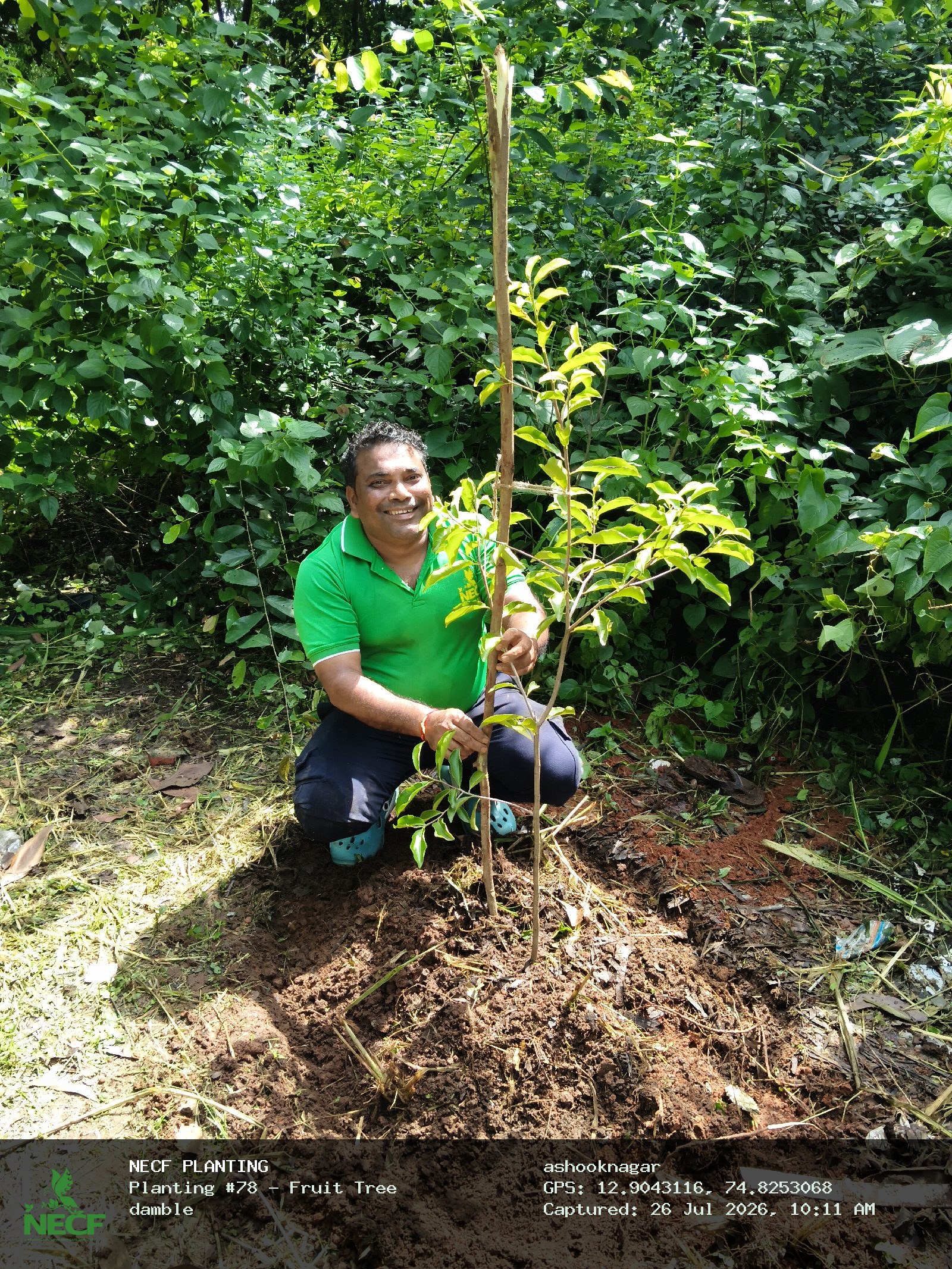Fruit Tree 2