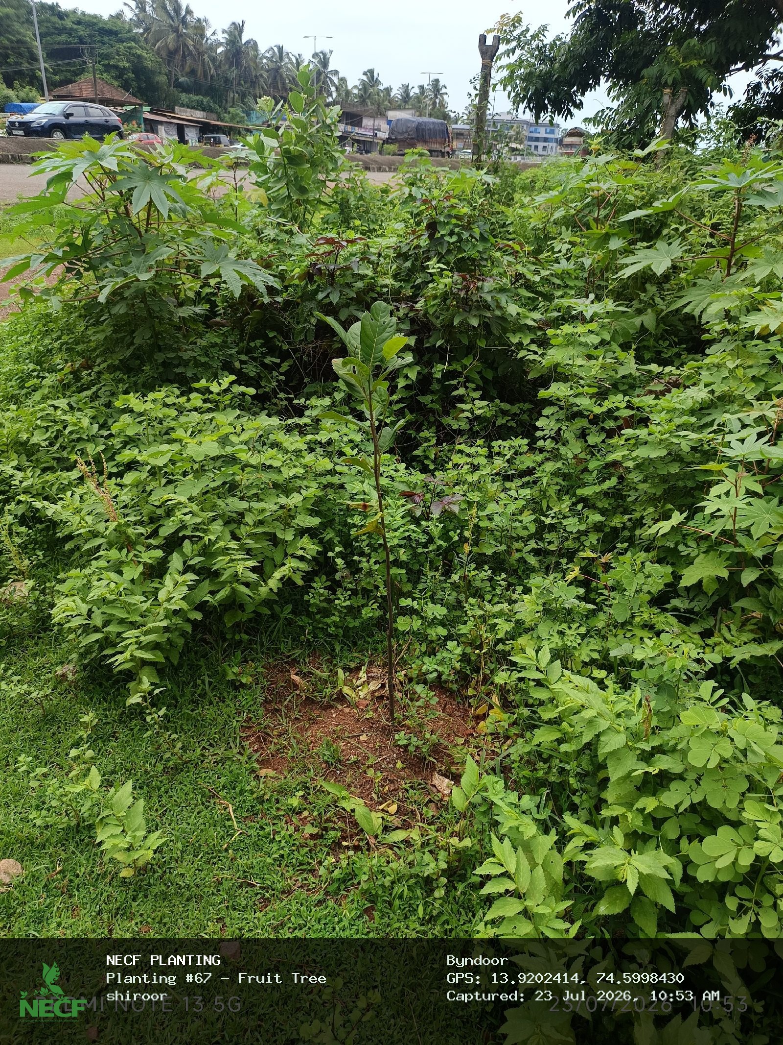 Fruit Tree