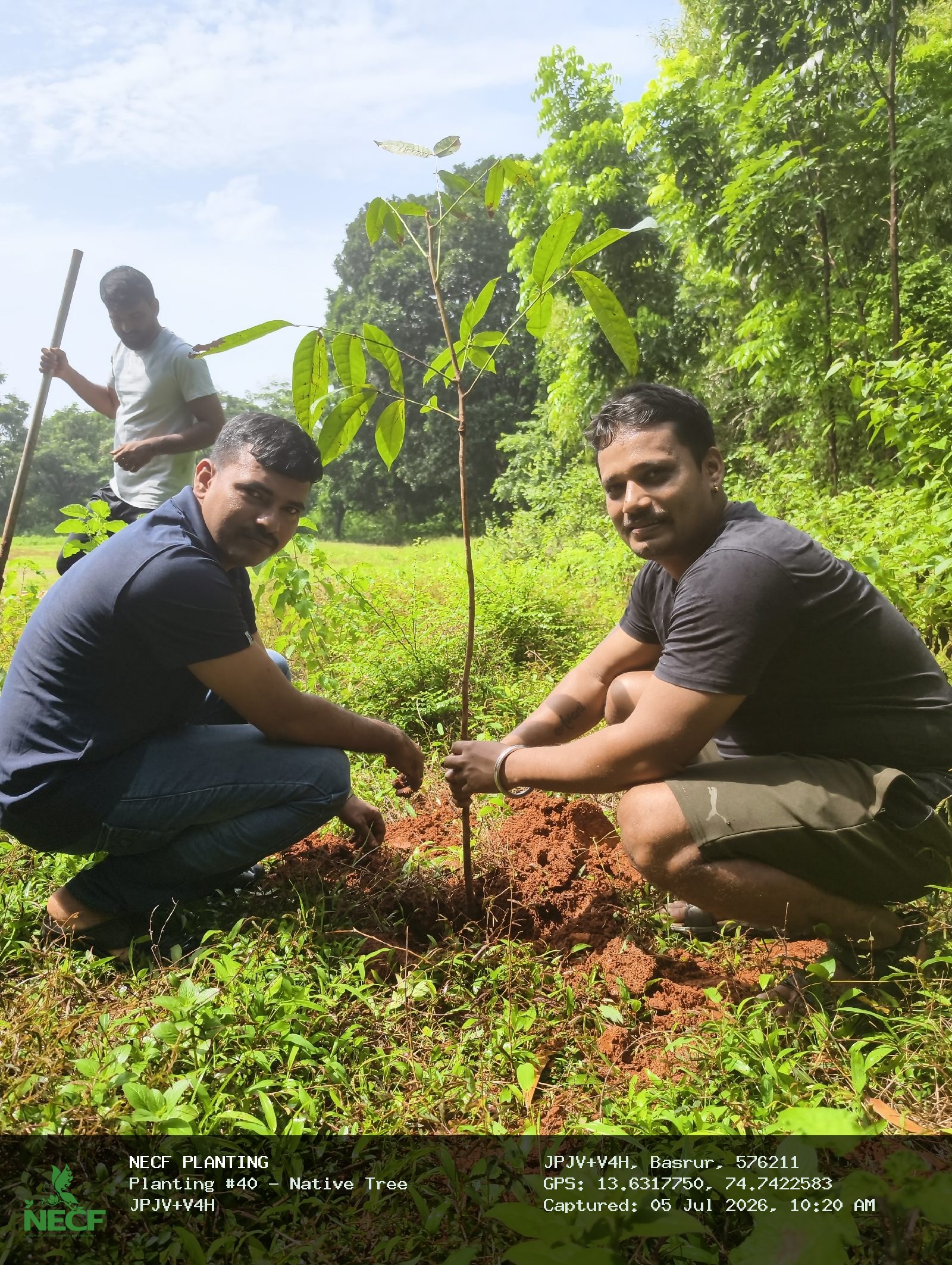 Native Tree