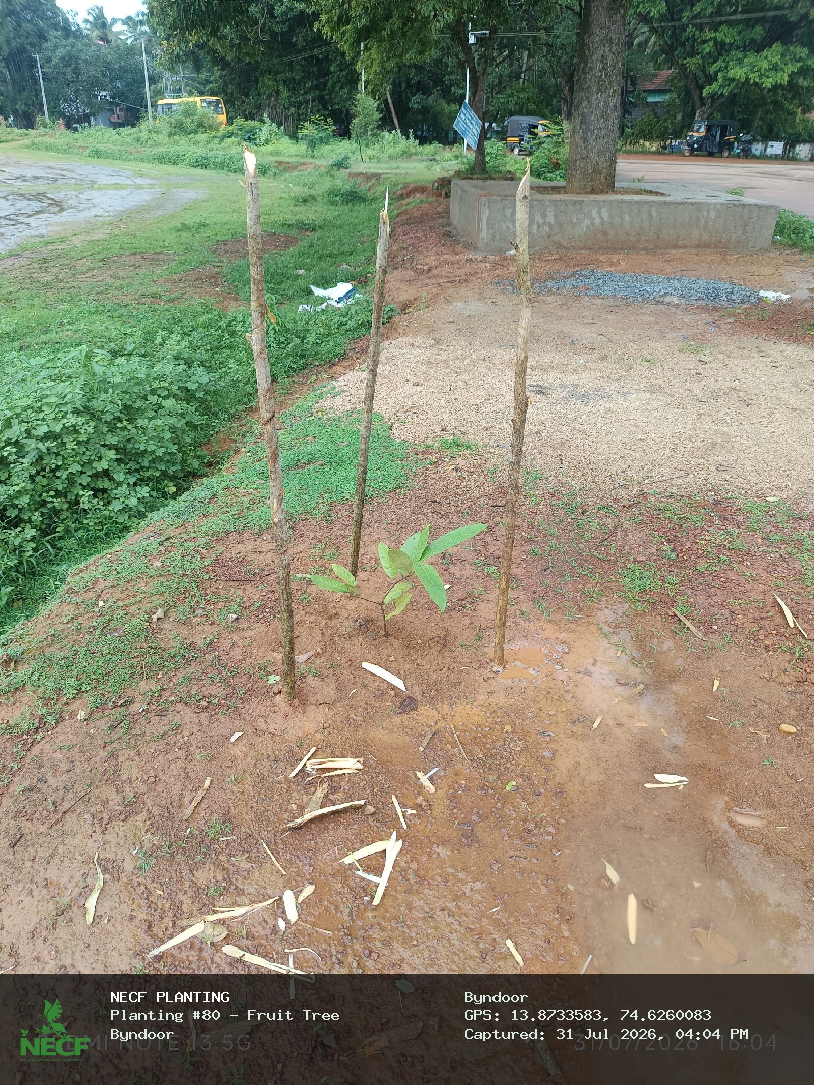 Fruit Tree 3