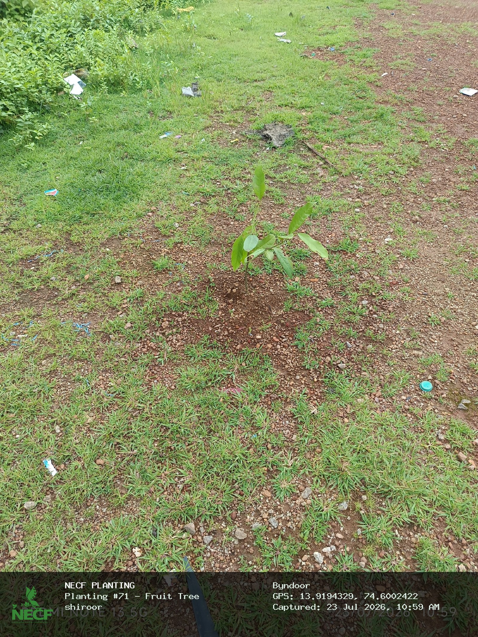 Fruit Tree