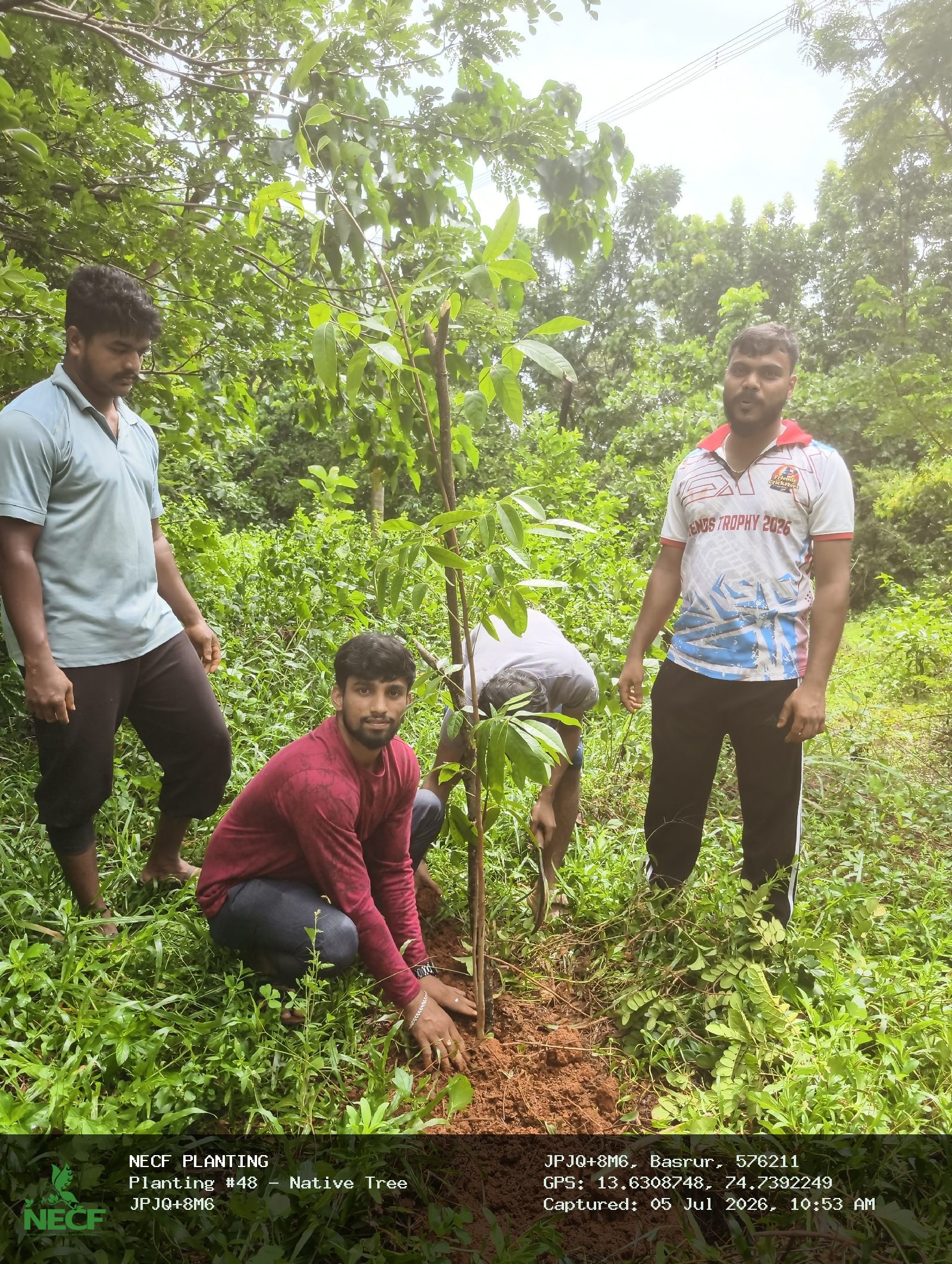 Native Tree