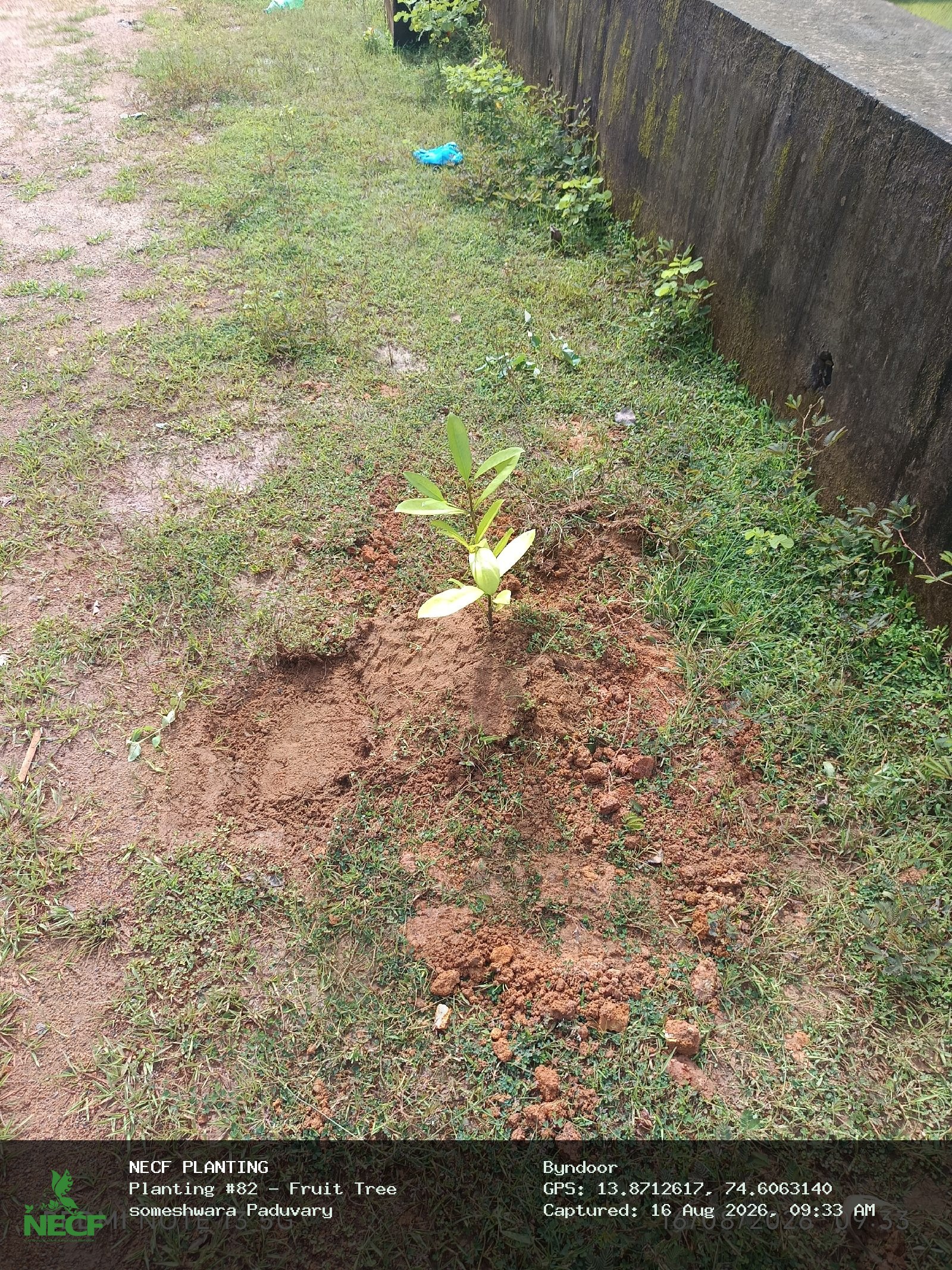 Fruit Tree 5