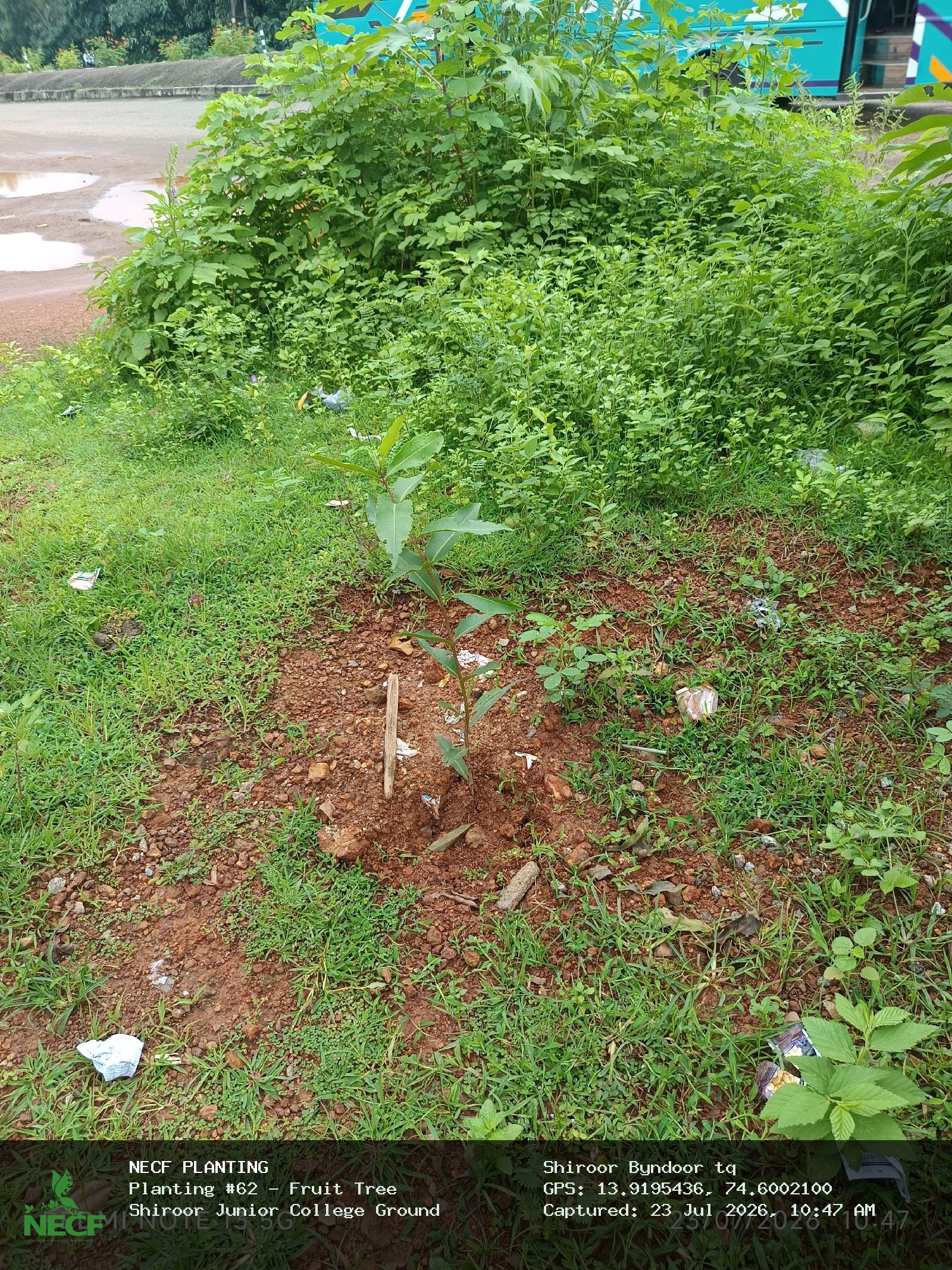 Fruit Tree