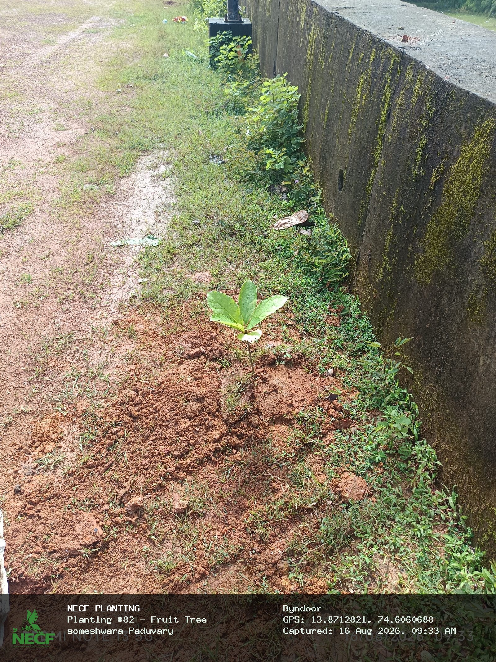 Fruit Tree 3