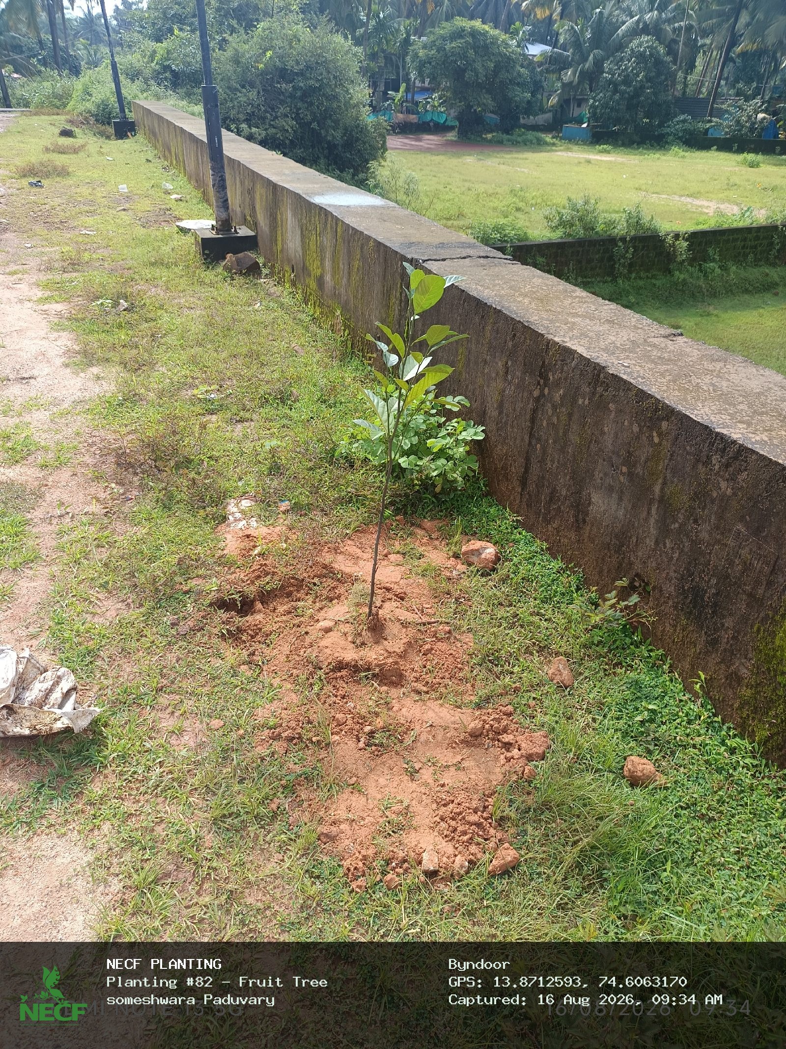 Fruit Tree 6