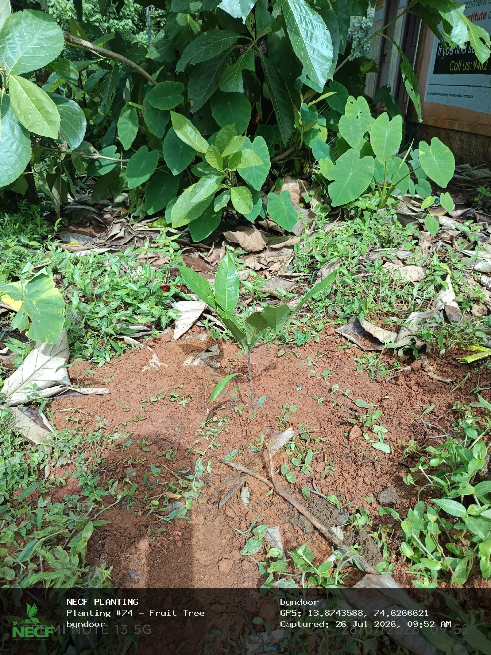 Fruit Tree
