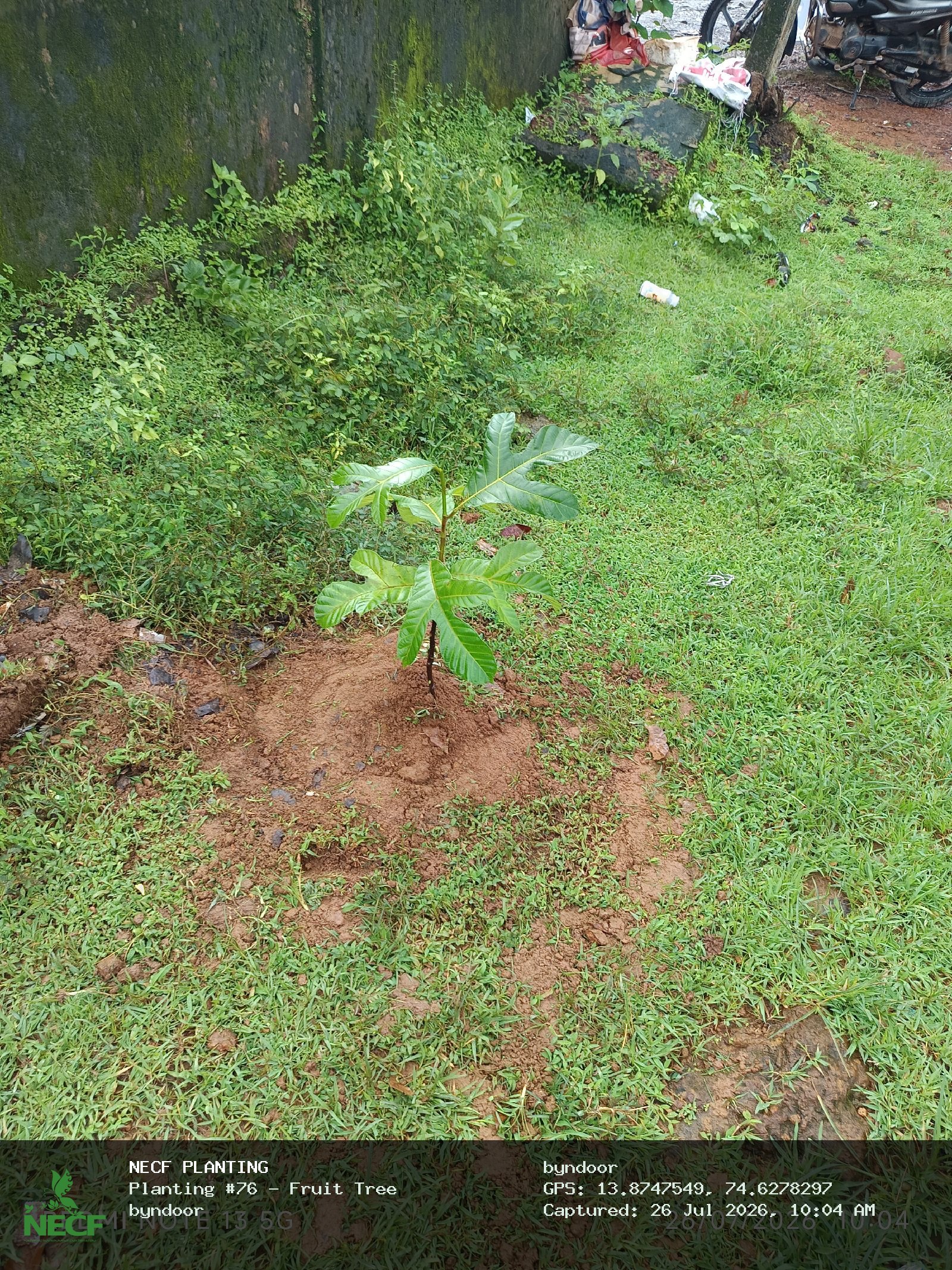 Fruit Tree