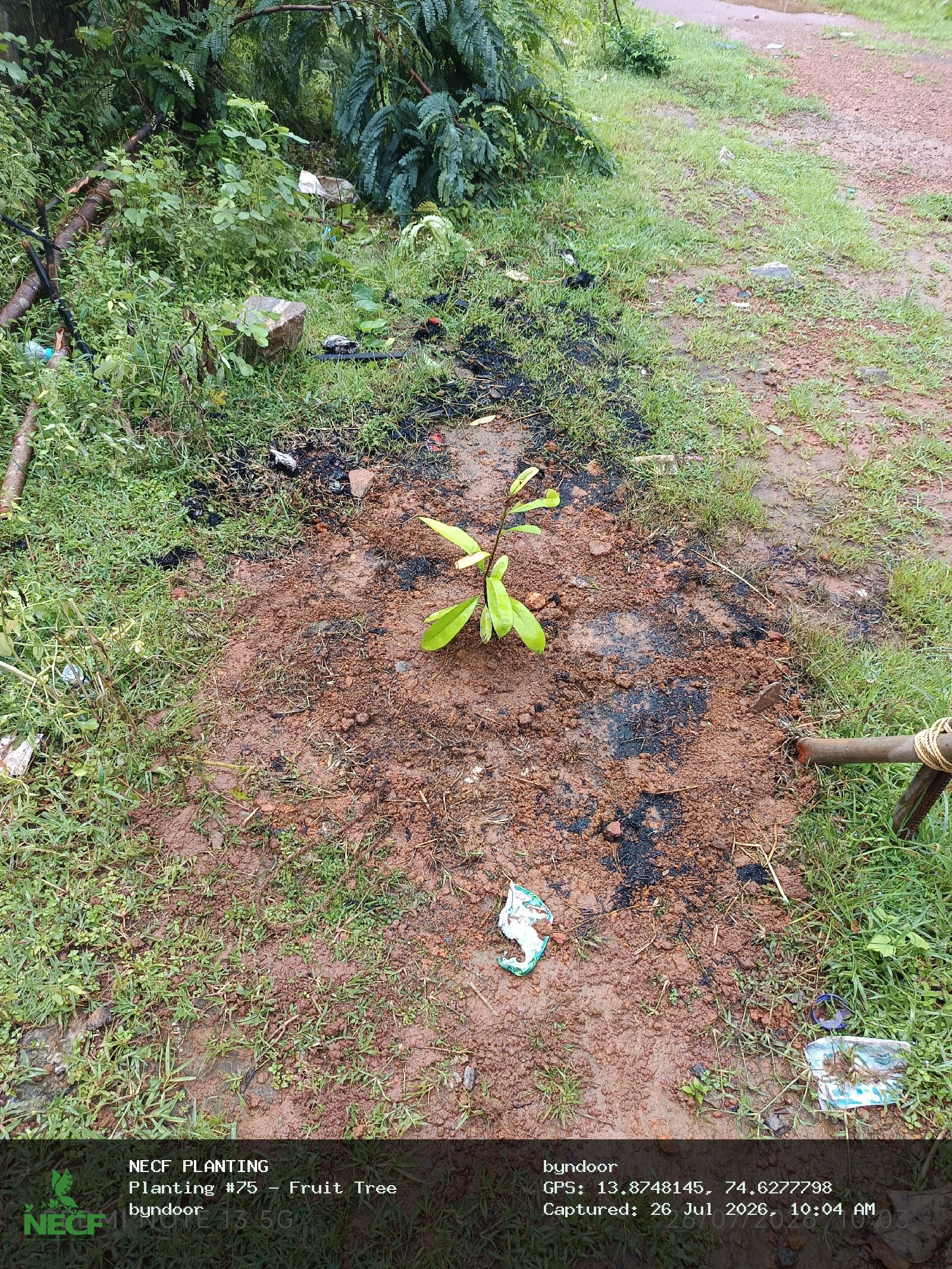 Fruit Tree