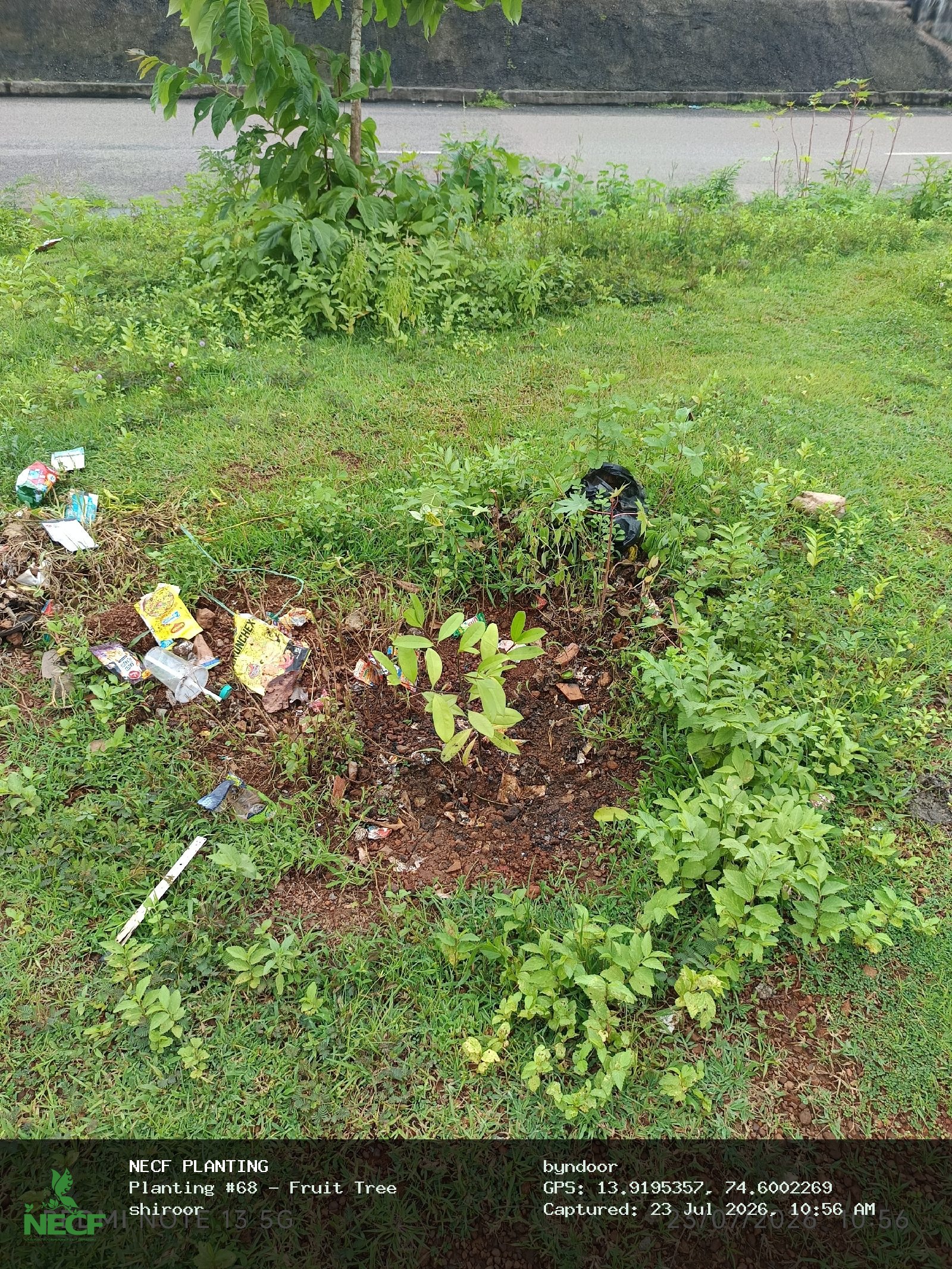 Fruit Tree