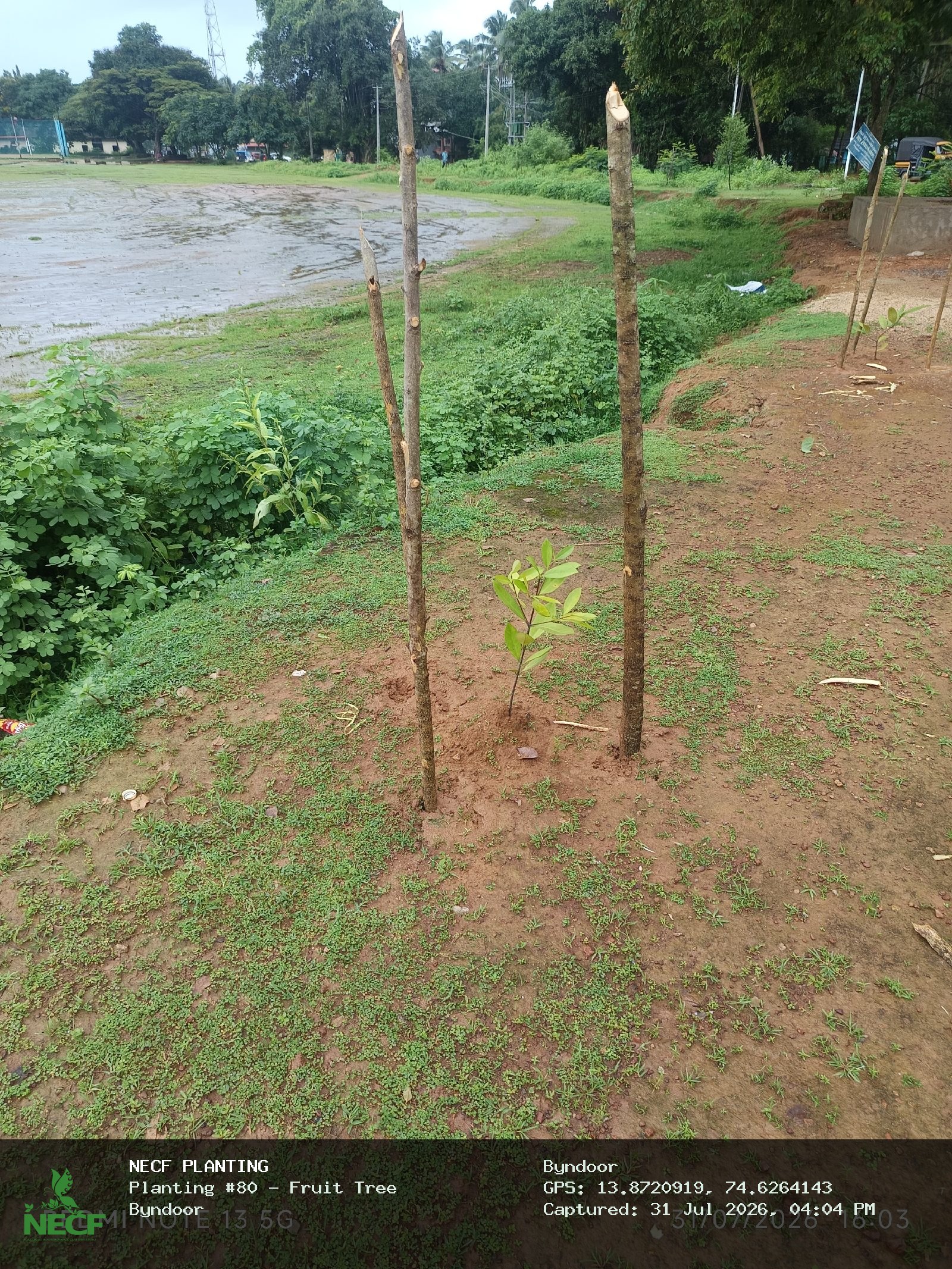 Fruit Tree 2
