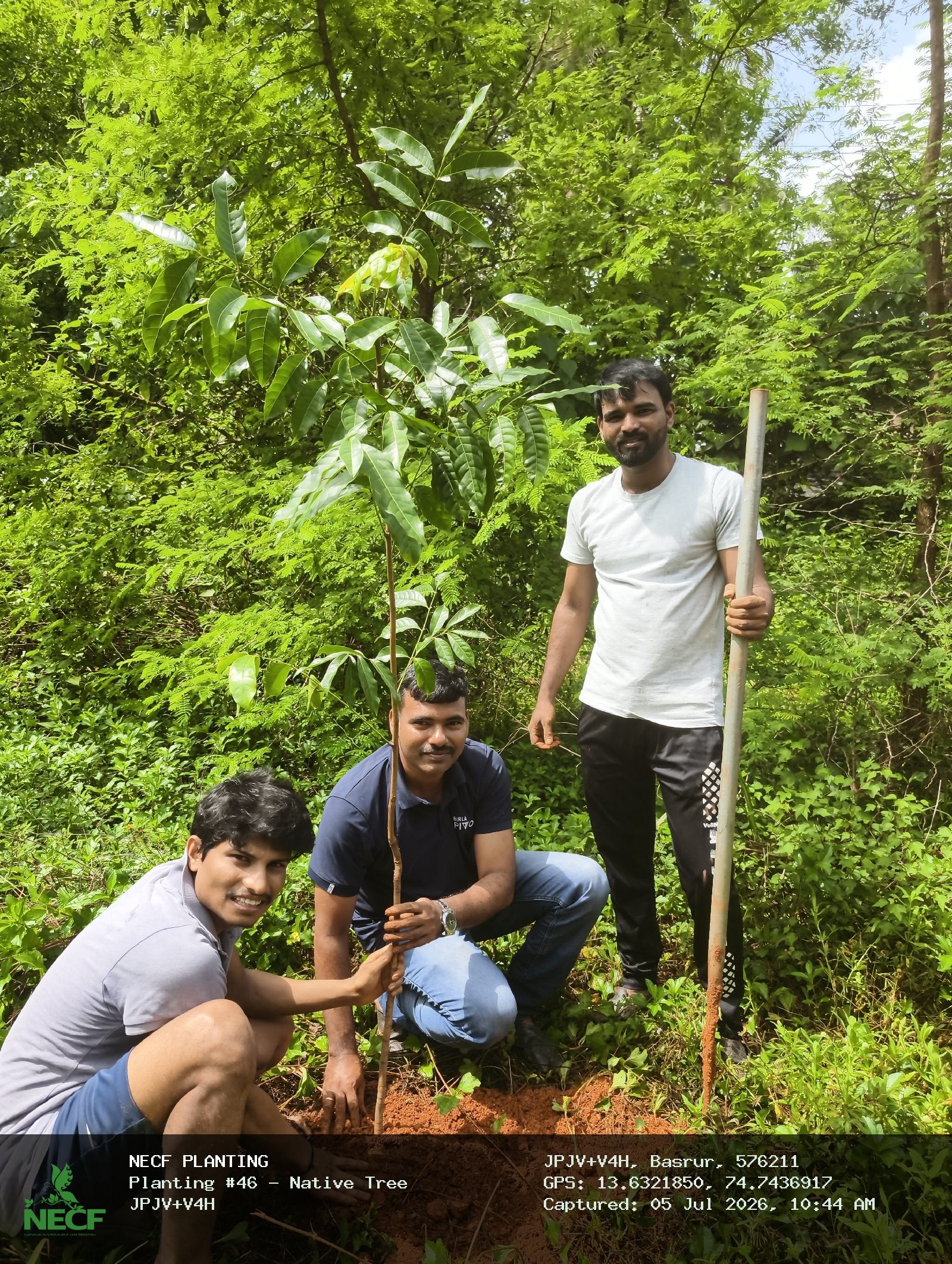 Native Tree