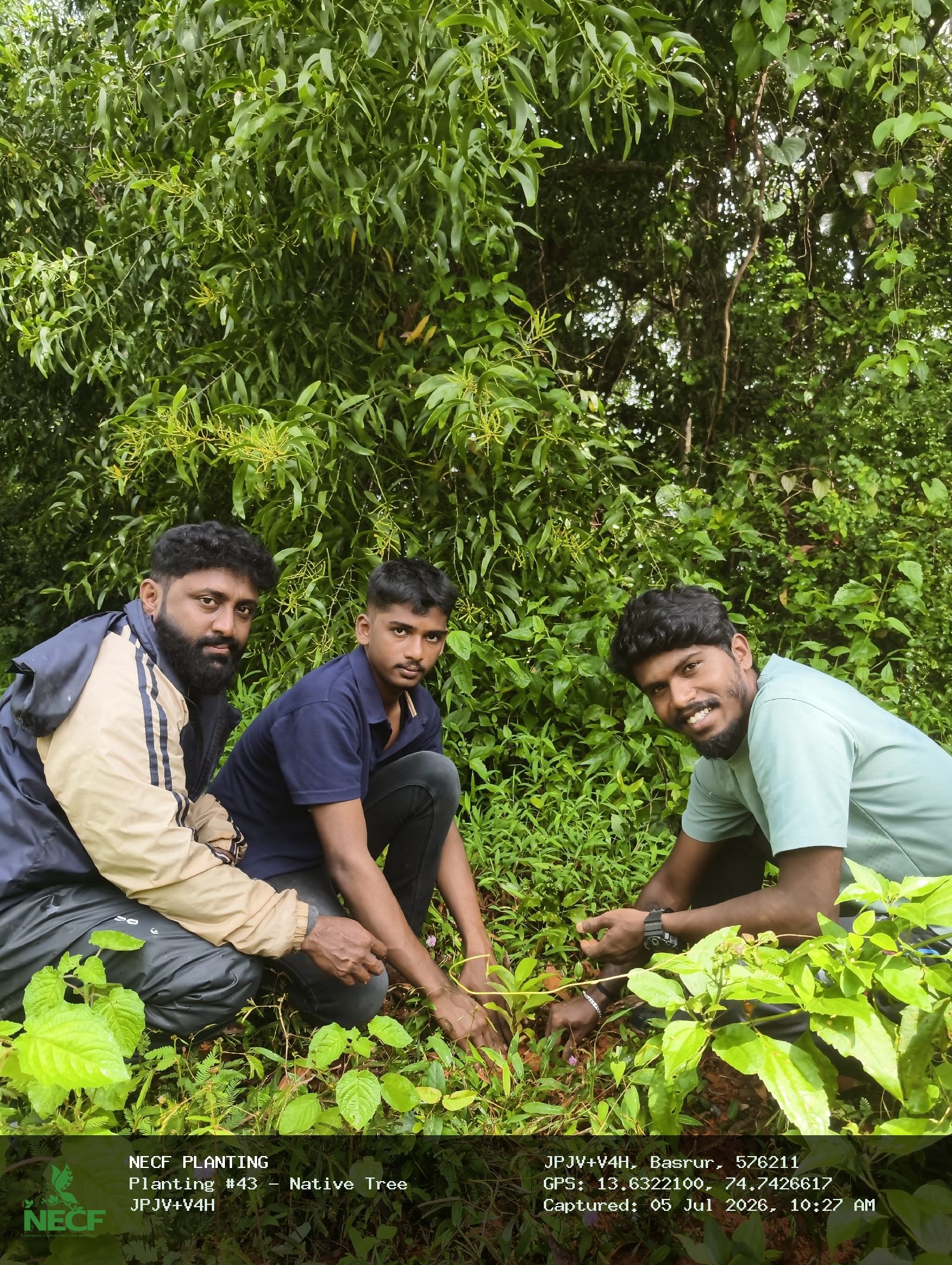 Native Tree