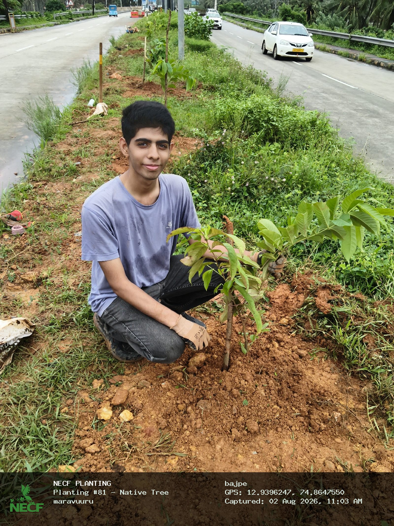 Native Tree