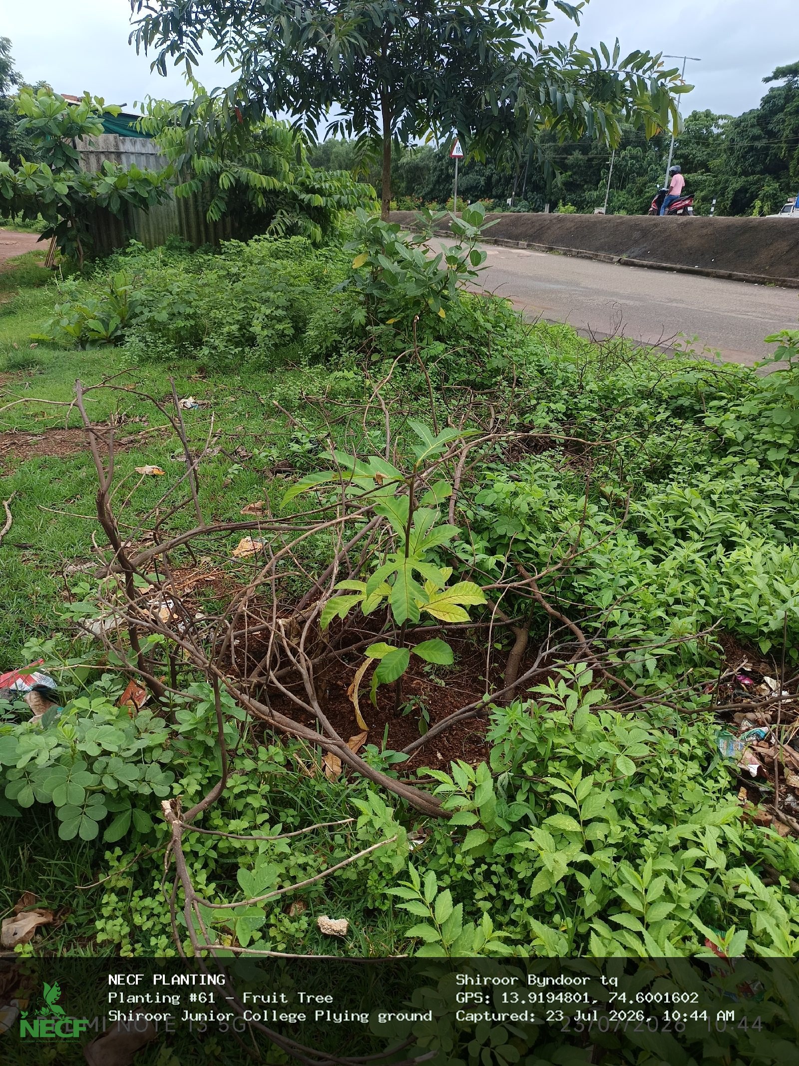 Fruit Tree