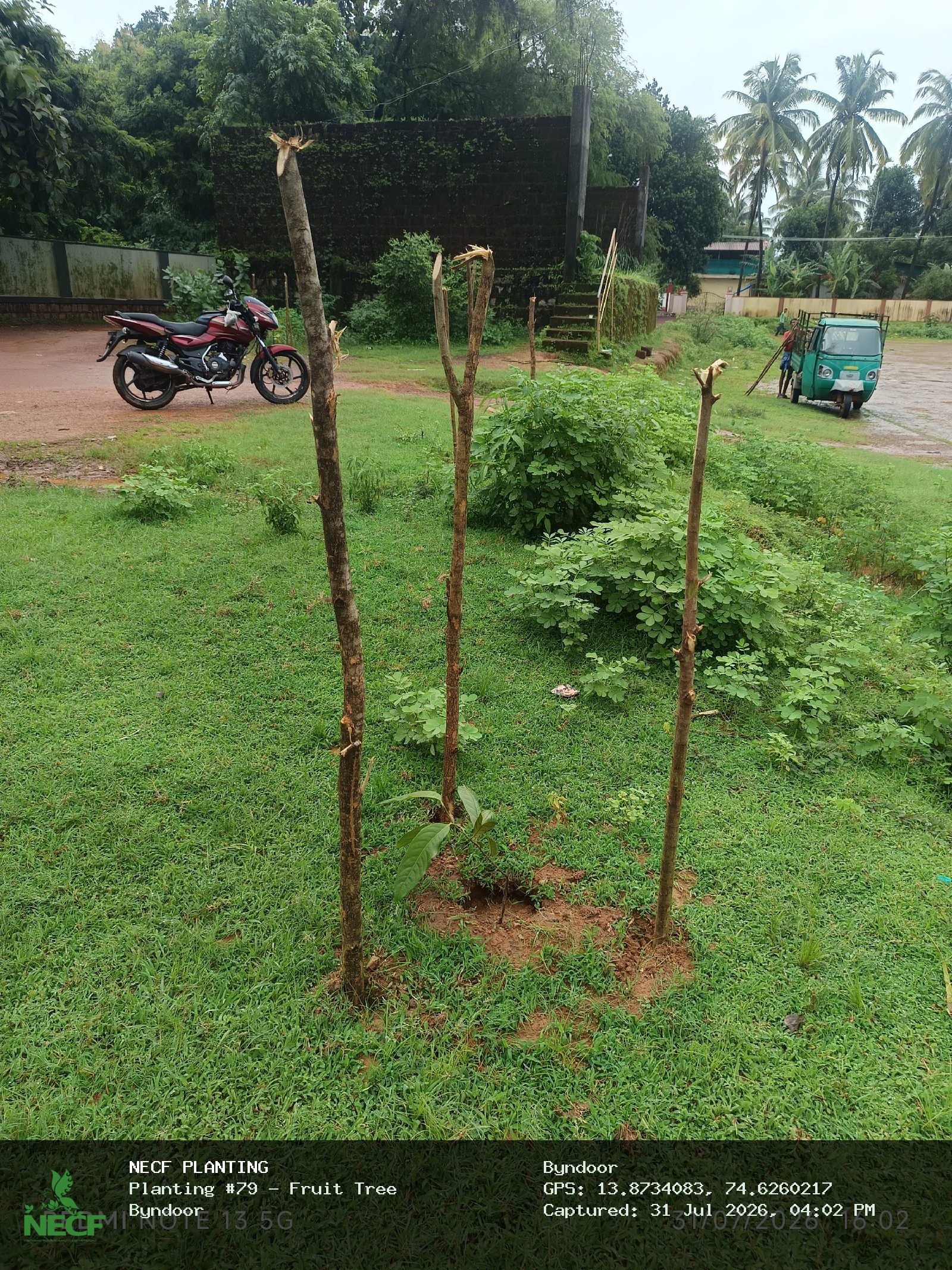 Fruit Tree 2