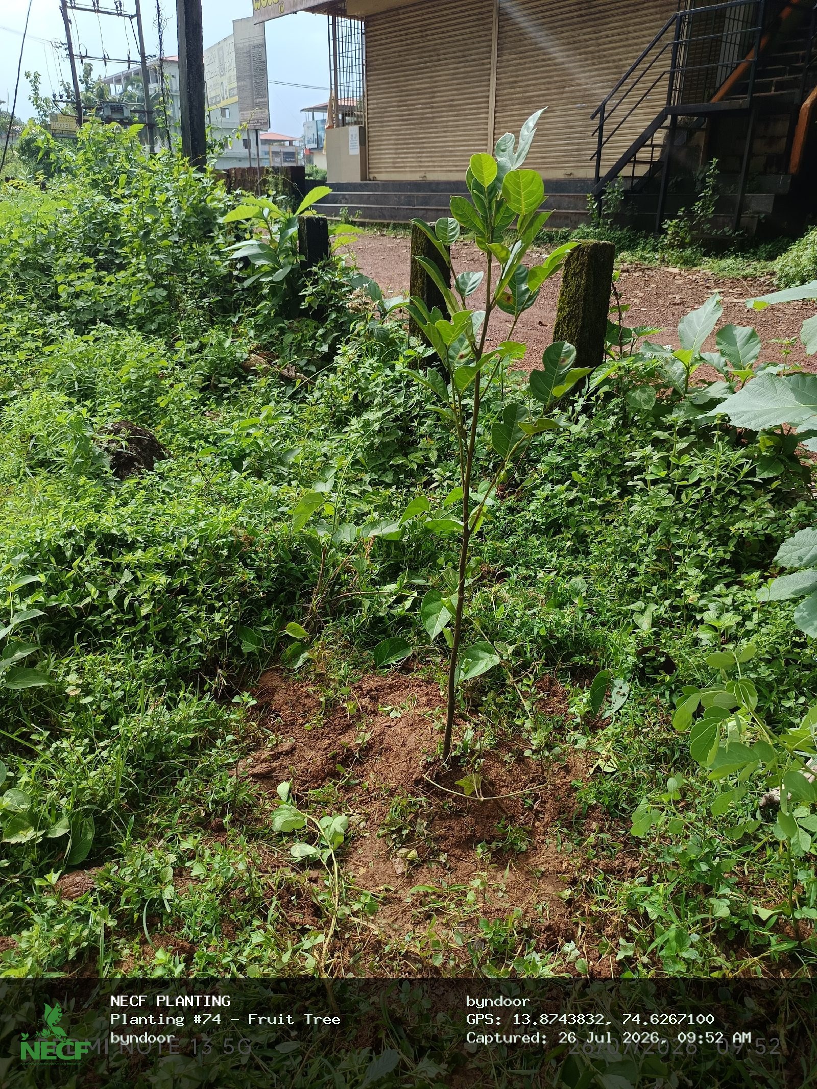 Fruit Tree 2