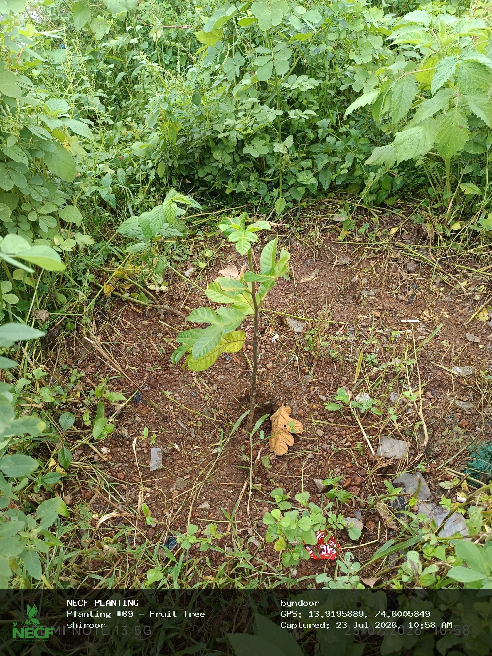 Fruit Tree