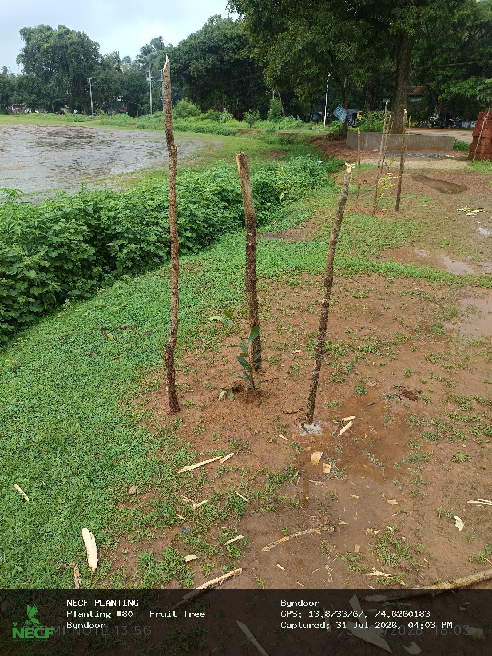 Fruit Tree